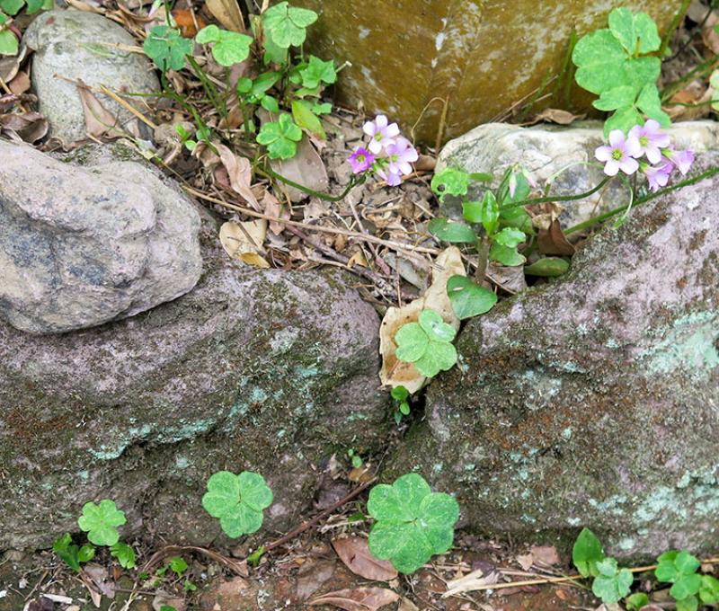 歷經歲月風化的草嶺石呈現淡紫色照片拍攝者：林炯任 / 拍攝日期：2021/4/24