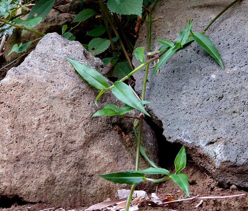 草嶺石照片拍攝者：洪光君 / 拍攝日期：2021/4/6