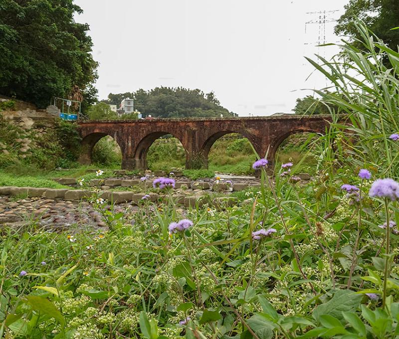 平紅橋溪邊槭葉牽牛盛開。照片拍攝者：洪光君／拍攝日期：2021/12/2
