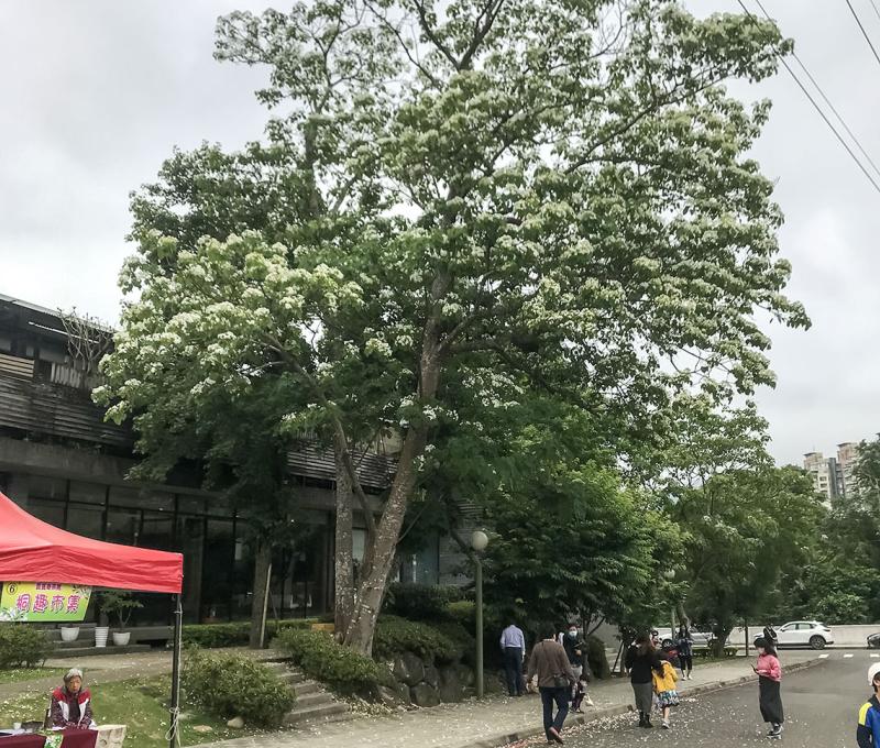會館前的油桐樹─滿開。照片拍攝者：方文樹／拍攝日期：2022/04/30