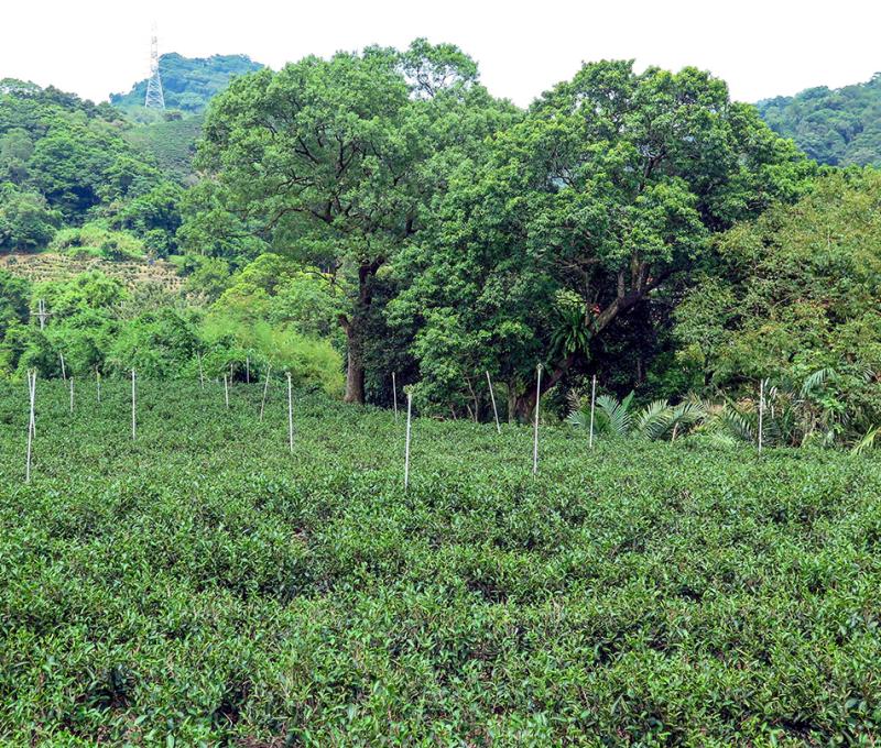 四份子茶園1。照片拍攝者：林炯任 / 拍攝日期：2022/09/15