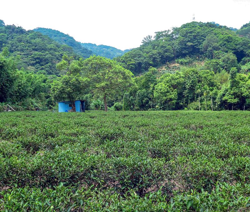 四份子茶園2。照片拍攝者：林炯任 / 拍攝日期：2022/09/15