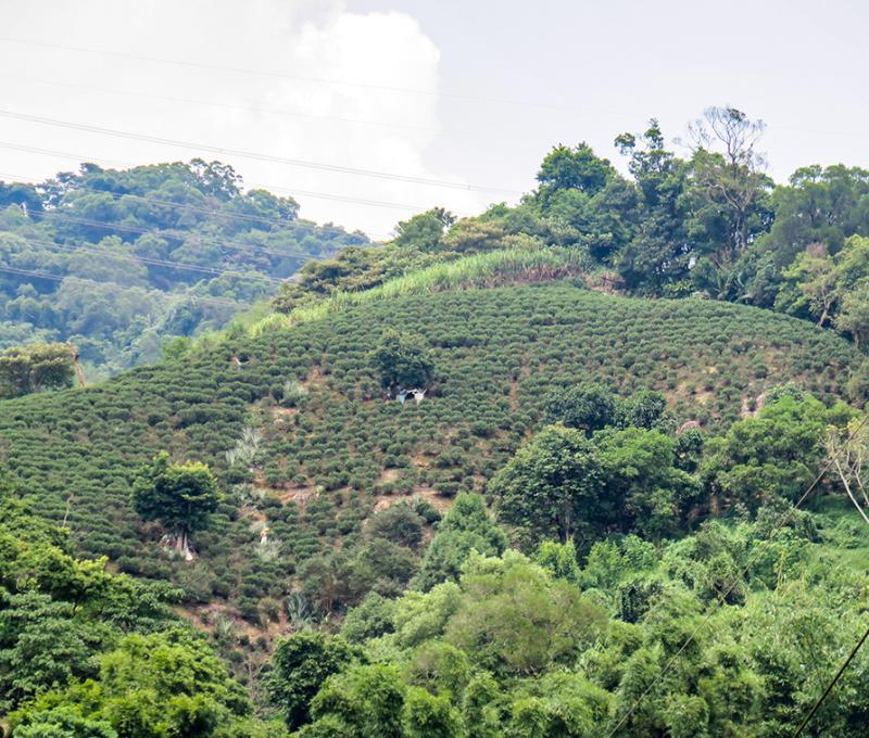 四份子茶園4。照片拍攝者：林炯任 / 拍攝日期：2022/09/15