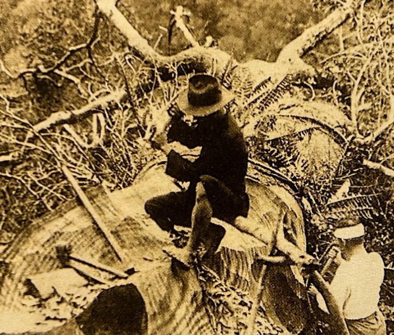 以前工人刨砍樟樹以便鍊樟腦（照片拍攝者：蕭秀梅／拍照日期：2025/6/1翻拍）