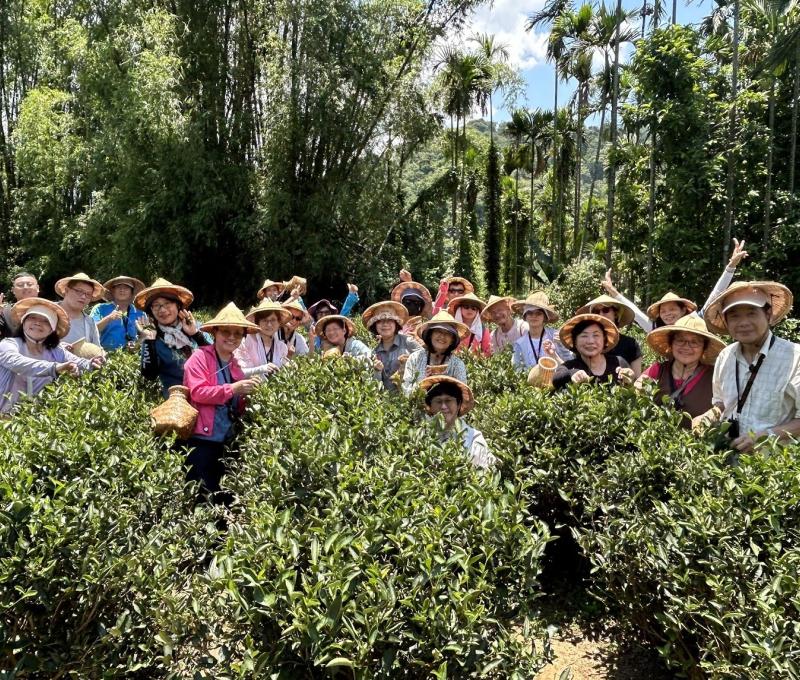 天芳茶園+現代採茶女（照片拍攝者：蕭秀梅／拍照日期：2024/8/12）