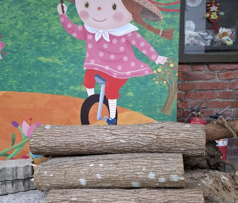 成福校園裡的樟木（照片拍攝者：江麗芬／拍照日期：2025/6/11）