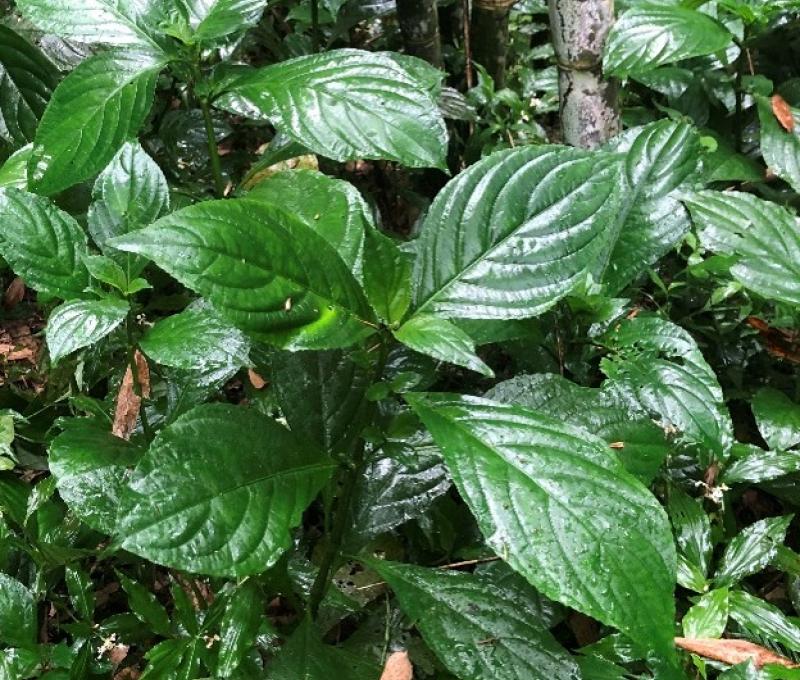 看盡桑田滄海的大菁-正福煤礦旁（照片拍攝者：黃蕭添）