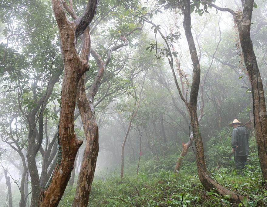 雲霧中迷人的古道照片提供者:蕭學苑 雲霧中迷人的古道照片提供者:蕭學苑