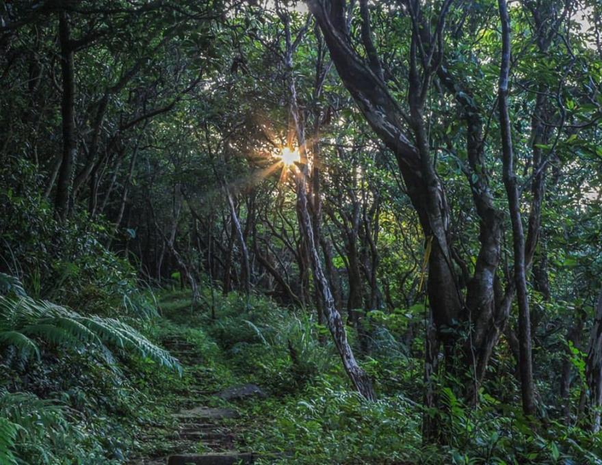 古道上的夕陽穿過林間照片拍攝者:蕭學苑 古道上的夕陽穿過林間照片拍攝者:蕭學苑