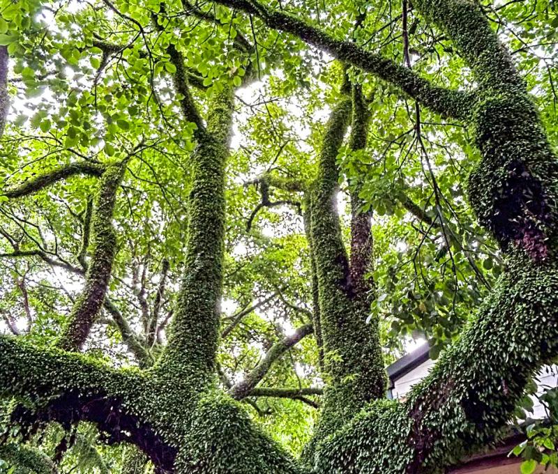 薰風大廳前的茄冬樹 照片提供者：何春緣 / 拍攝日期：2025/04/25