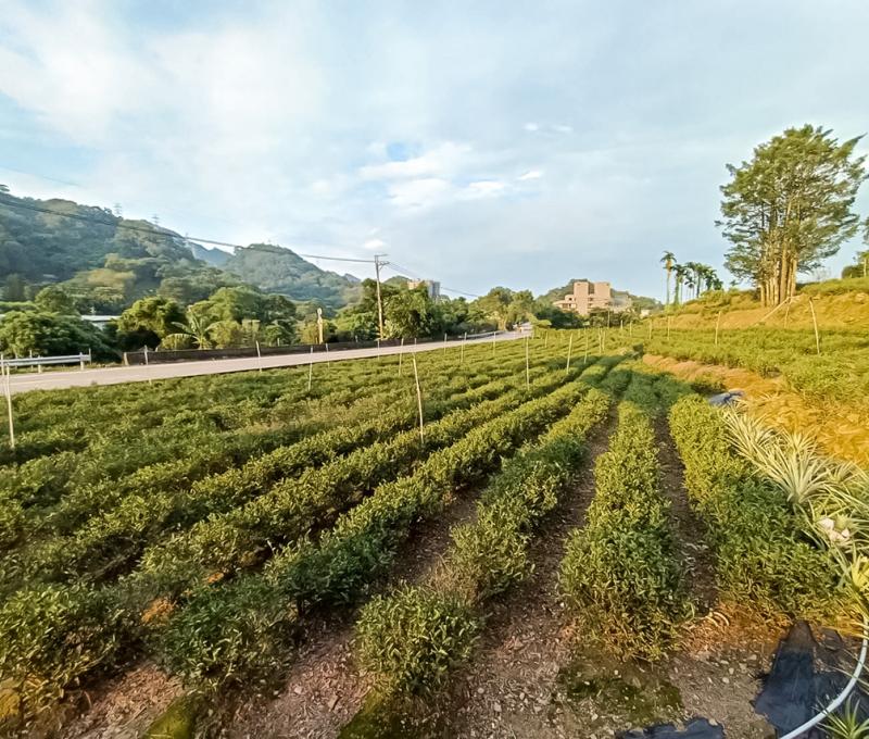 小暗坑有機茶園。照片拍攝者：黃秋菊 / 拍攝日期：2022/09/15