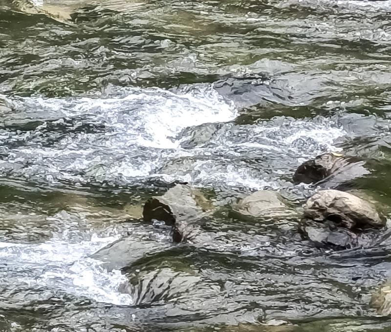 鹿母潭溪溪流石。照片拍攝者：黃秋菊 / 拍攝日期：2022/09/15