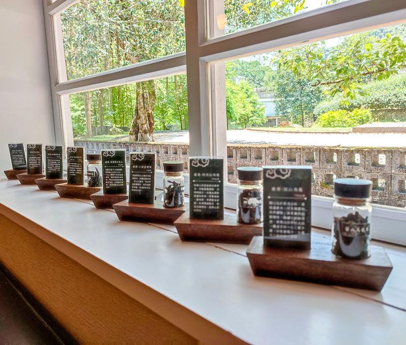 展示阿薩姆茶樹產製聞名遐邇的日東紅茶。照片拍攝者：北大高中三峽學教師團隊