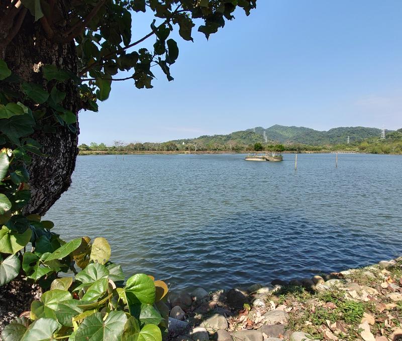 黃槿下的頭竂大池(新福圳)。照片拍攝者：洪光君 / 拍攝日期：2021/4/6