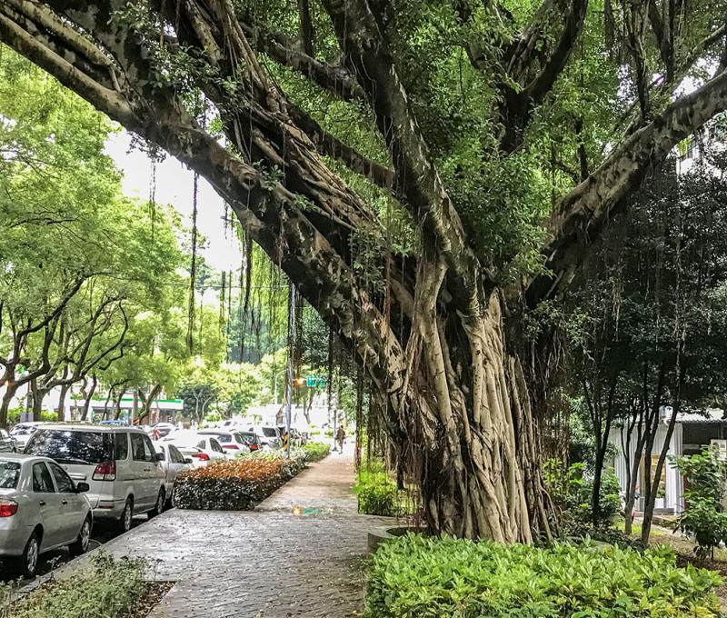萬年公園內老榕樹。方文樹 / 拍攝日期：2022/09/13