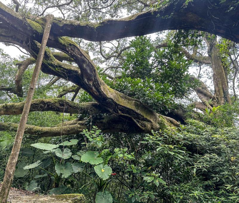盤根錯節的百年大榕樹。照片提供者：林美惠 / 拍攝日期：2023/06/24
