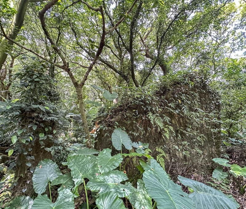 如今石屋已經爬滿藤類植物。照片提供者：林美惠 / 拍攝日期：2023/08/27