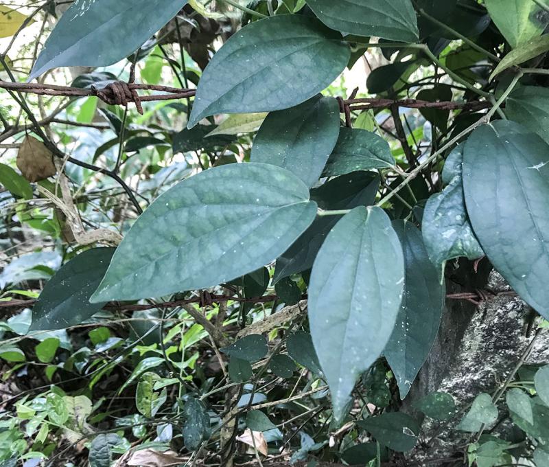 古道上的植物─風藤。照片拍攝者：方文樹／拍攝日期：2022/3/16