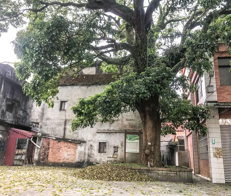 百年茄苳樹正面。照片拍攝者：方文樹／拍攝日期：2022/3/16