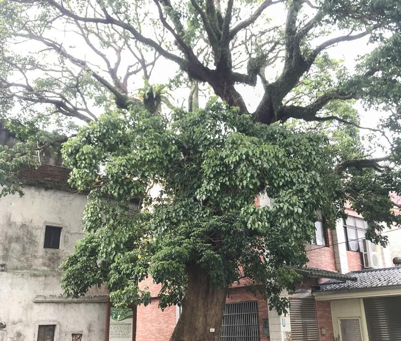 不同角度的百年老樹。照片拍攝者：方文樹／拍攝日期：2022/3/16