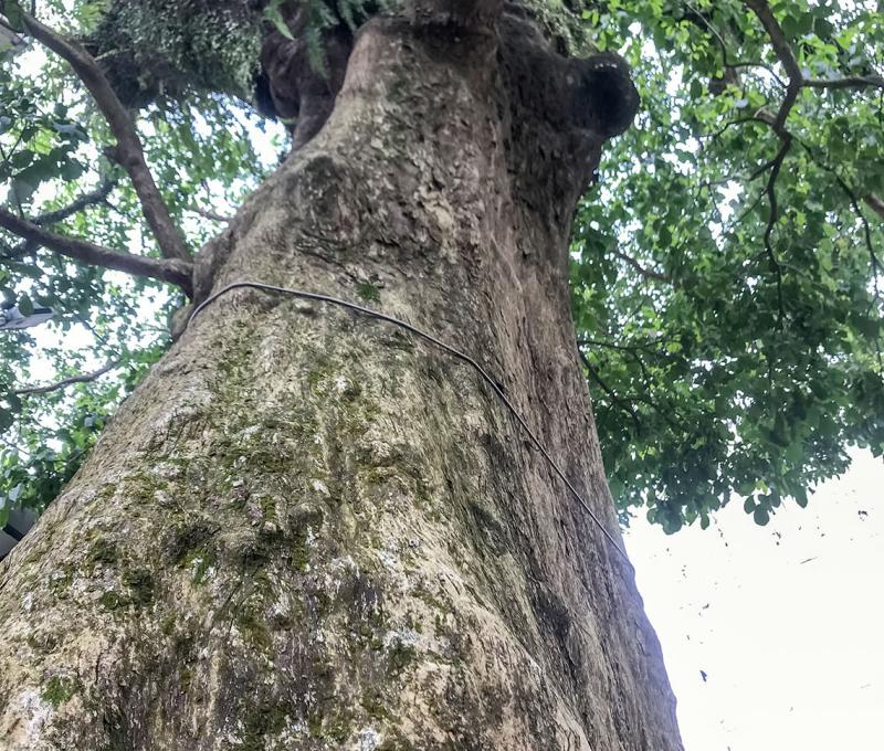 百年茄苳樹仰角。照片拍攝者：方文樹／拍攝日期：2022/3/16