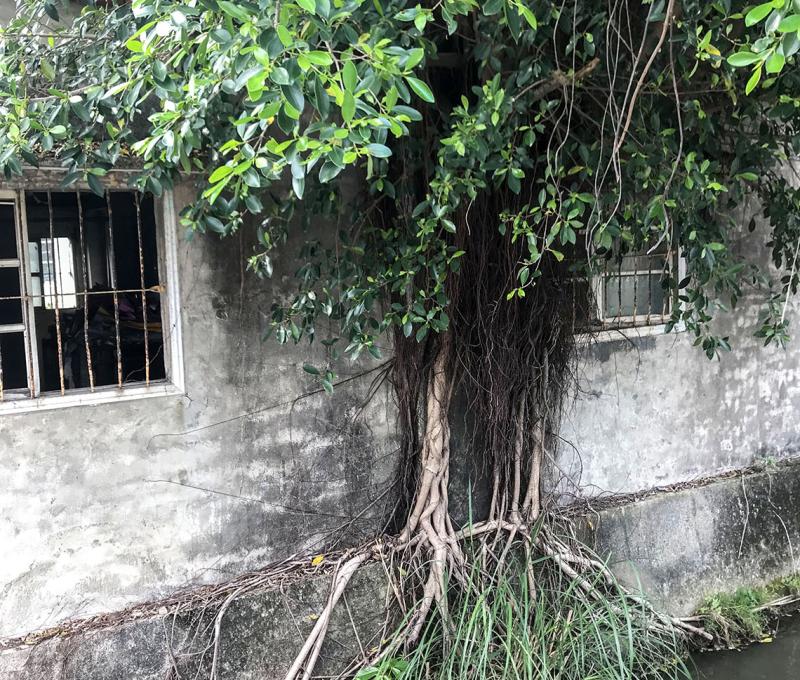 和老屋共存的榕樹。照片拍攝者：方文樹 / 拍攝日期：2022/3/16