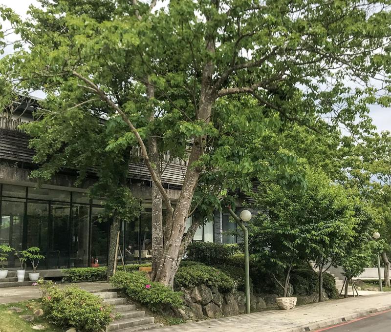 會館前的油桐樹。照片拍攝者：方文樹／拍攝日期：2022/04/13