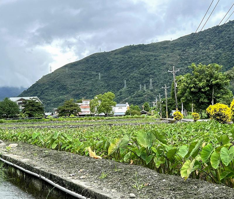 五十甲墾區 照片提供者：郭俊麟 / 拍攝日期：2024/09/23