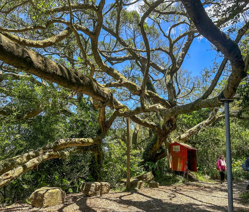 更清楚的百年大榕樹。照片提供者：林美惠 / 拍攝日期：2023/08/14