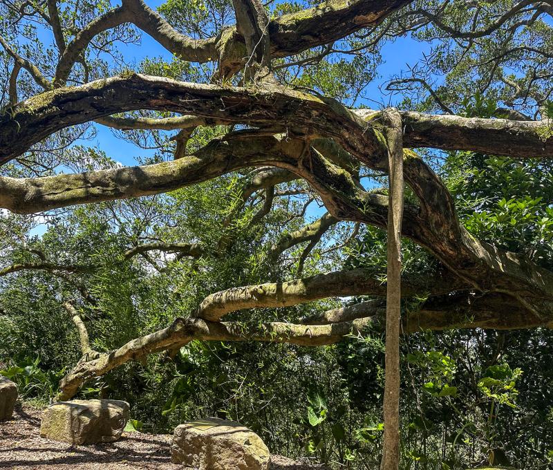 大榕樹分支多。照片提供者：林美惠 / 拍攝日期：2023/08/14