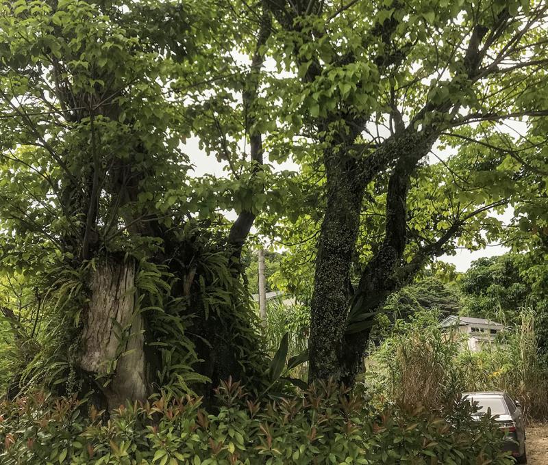 茄苳伯公後方老樹。照片拍攝者：方文樹 / 拍攝日期：2022/04/13