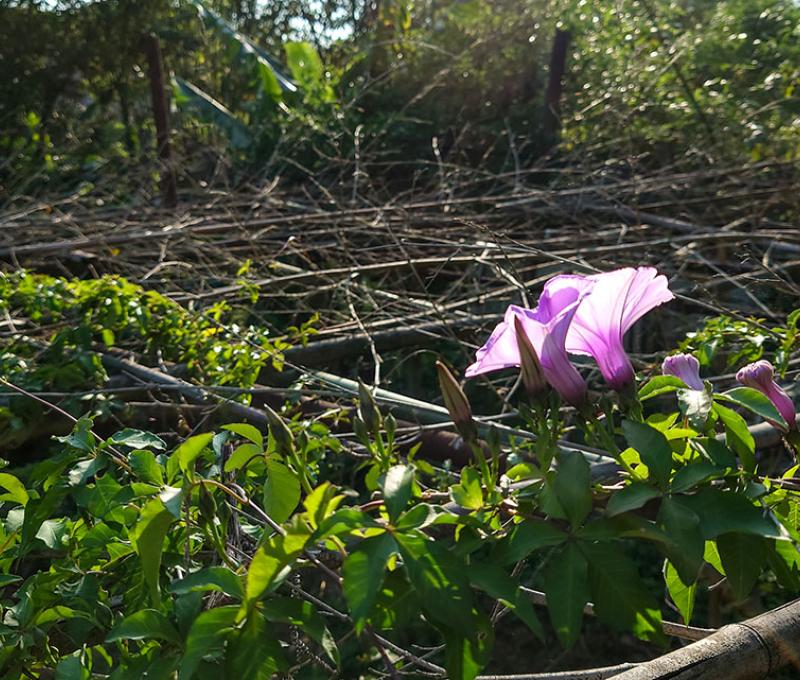 步道小景，逆光的牽牛花。照片拍攝者：洪光君 / 拍攝日期：2021/4/6