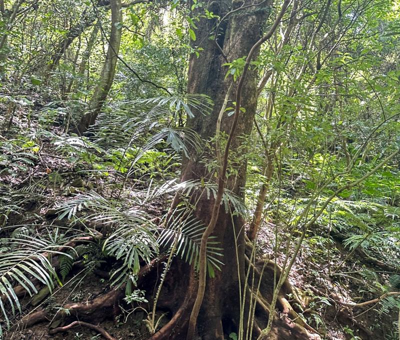 牢牢抓住泥土的苳樹板根。照片提供者：林美惠 / 拍攝日期：2023/08/27