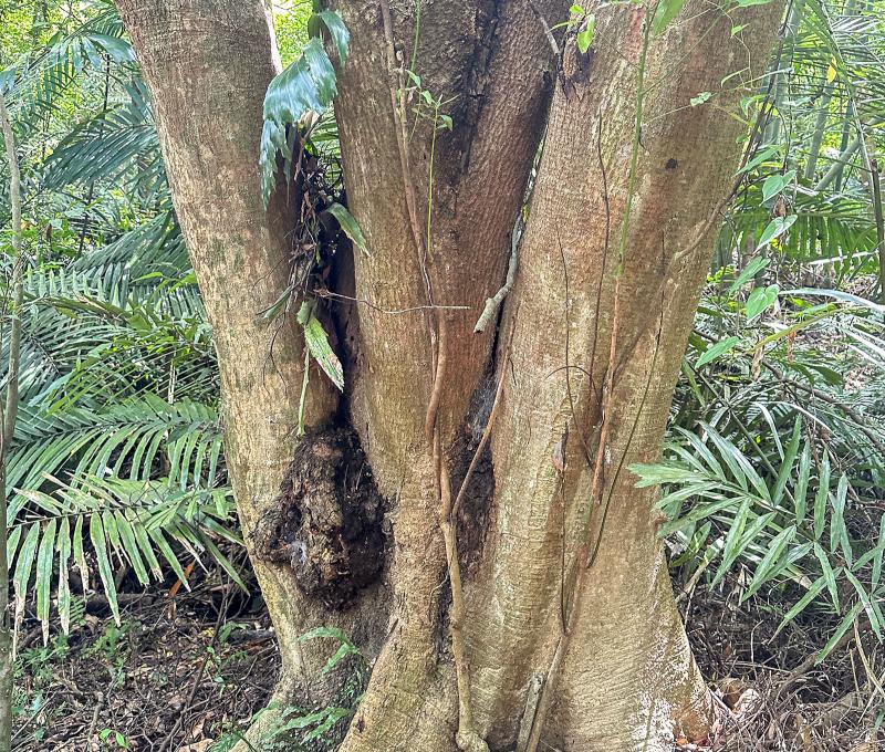 步道原始，林相十分豐富。照片提供者：林美惠 / 拍攝日期：2023/08/27