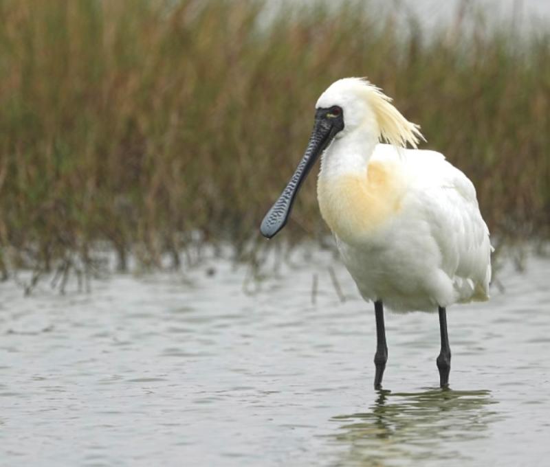 社子島的黑面琵鷺(Platalea minor)。近年北部也會有零星數量的黑面琵鷺,春季北返時刻常落腳在淡水河口,胸前的黃與頭後的裝飾羽,都預告了繁殖季即將到來。/資料來源:王力平拍攝。《島都之河》河流生態篇。 社子島的黑面琵鷺(Platalea minor)。近年北部也會有零星數量的黑面琵鷺,春季北返時刻常落腳在淡水河口,胸前的黃與頭後的裝飾羽,都預告了繁殖季即將到來。/資料來源:王力平拍攝。《島都之河》河流生態篇。