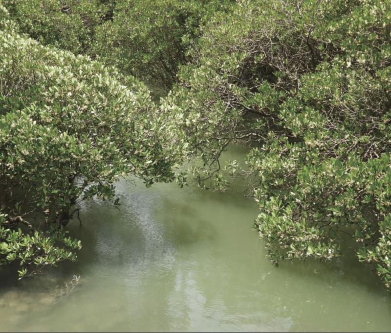 社子島島頭公園的水筆仔(Kandelia obovata)。水筆仔等紅樹林過去被認為能保護海岸,因此刻意種植或保護,但目前認為適度疏伐紅樹林才能維持生物多樣性。關渡自然公園在解編回歸《溼地保育法》後,於2024年開始伐除。/資料來源:王力平拍攝。《島都之河》河流生態篇。 社子島島頭公園的水筆仔(Kandelia obovata)。水筆仔等紅樹林過去被認為能保護海岸,因此刻意種植或保護,但目前認為適度疏伐紅樹林才能維持生物多樣性。關渡自然公園在解編回歸《溼地保育法》後,於2024年開始伐除。/資料來源:王力平拍攝。《島都之河》河流生態篇。