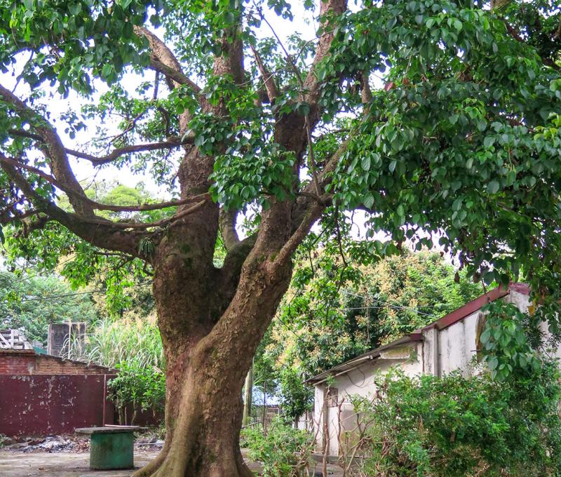 社區裡的百歲茄苳樹。照片拍攝者：林炯任／拍攝日期：2021/4/24