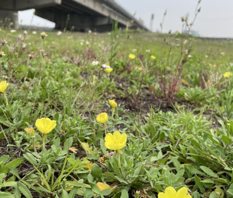 04 月見草
 04 Evening primrose