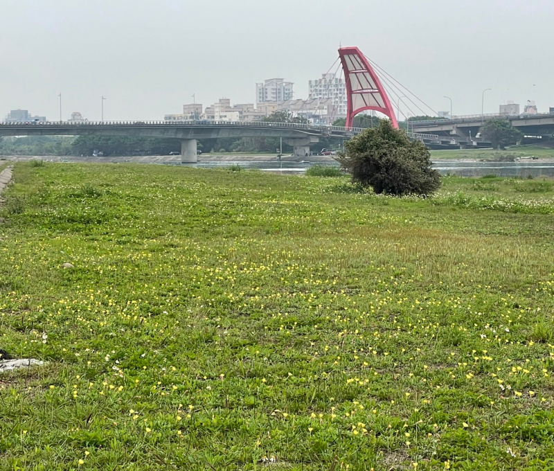 04 頭前溪畔成片月見花開/提供者: 島港豐巢
 04. A field of evening primroses blooms along the banks of Touqian Creek./Provided by Dao Gang Feng Chao