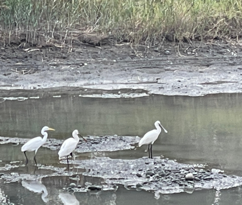 05 白琵鷺
 05 White Spoonbill