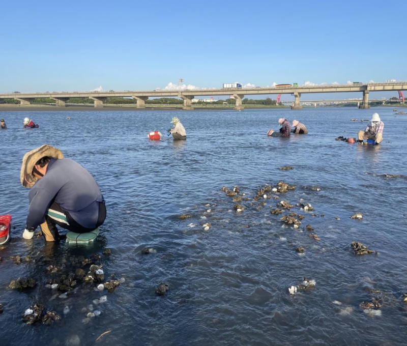 08 頭前溪石蚵
 08 Stone oyster in Touqian Creek
