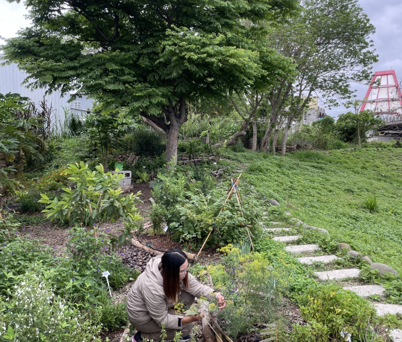 09 舊港島食物森林
 09 The Food Forest of Jiu-Gang island