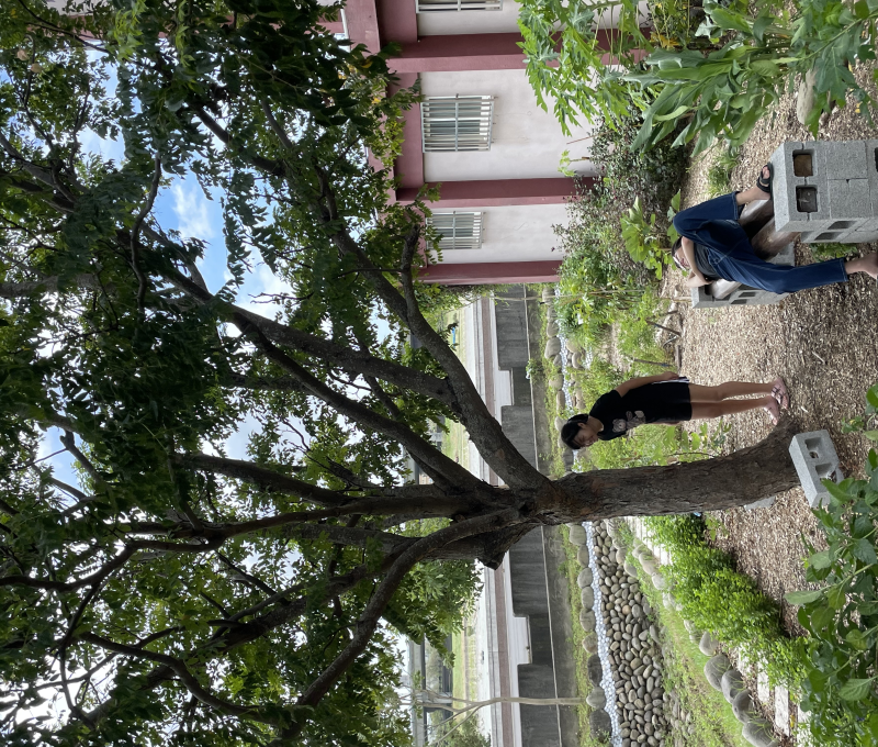 09 舊港島食物森林/提供者: 島港豐巢
 09 The Food Forest of Jiu-Gang island/Provided by Dao Gang Feng Chao