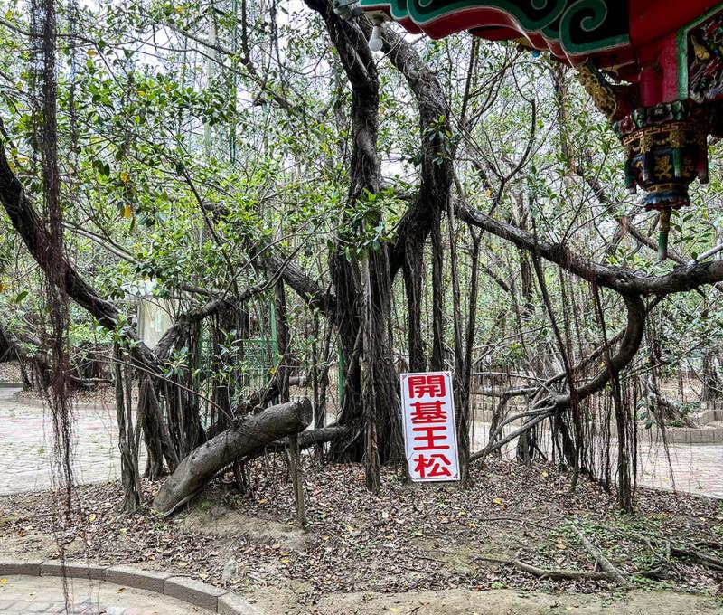 十二佃開基王松 照片提供者：毛毓翔 / 拍攝日期：2022/04/18