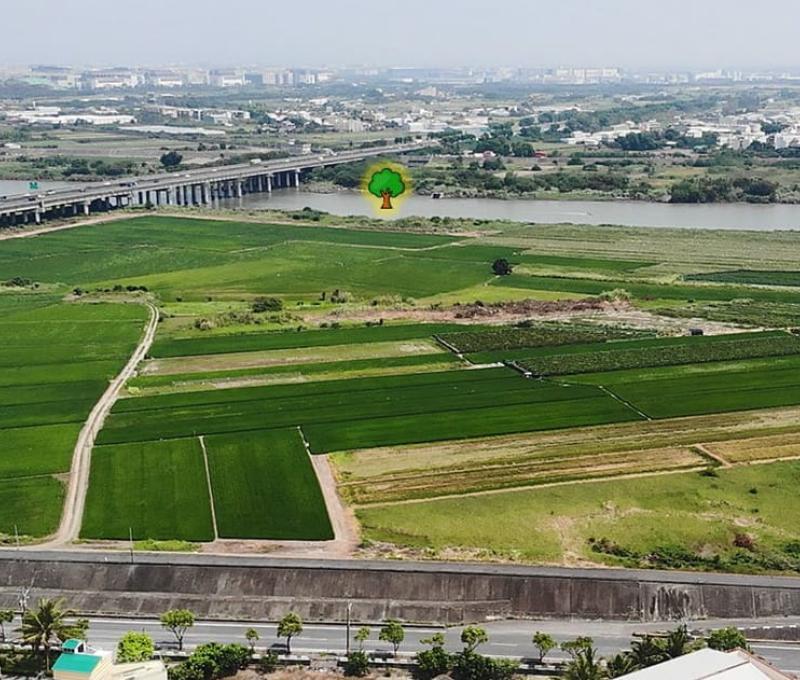 西港檨子林樹群推測位置 照片提供者：毛毓翔 / 拍攝日期：2023/06/04