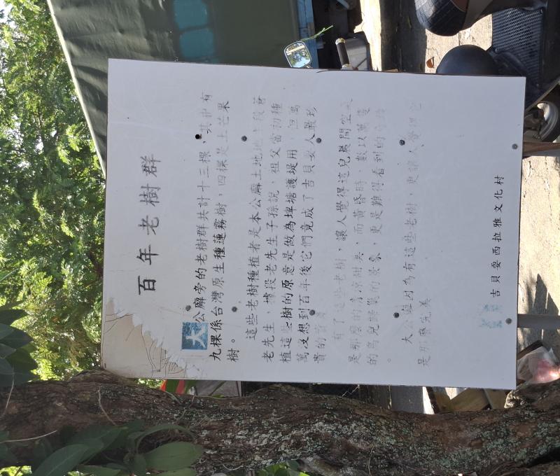 大公廨旁有百年老樹群(照片提供者：街密小組 / 拍攝日期：2025/11/6)