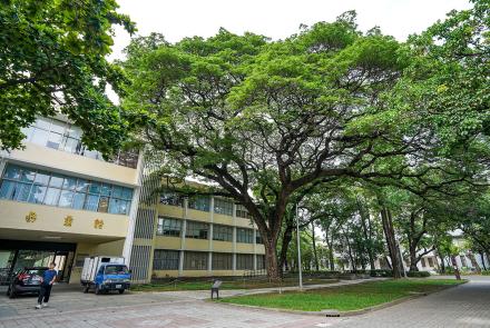 測量系系館 雨豆樹