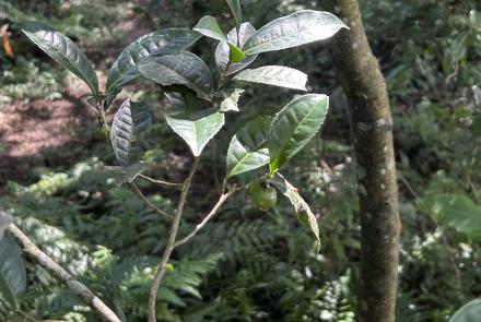 20永福庄茶業發展 