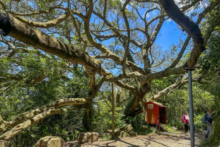 15望湖山百年大榕樹