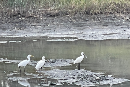 05 頭前溪上覓食的白琵鷺/提供者：島港豐巢
 05 White spoonbills foraging on the stream./Provided by Dao Gang Feng Chao